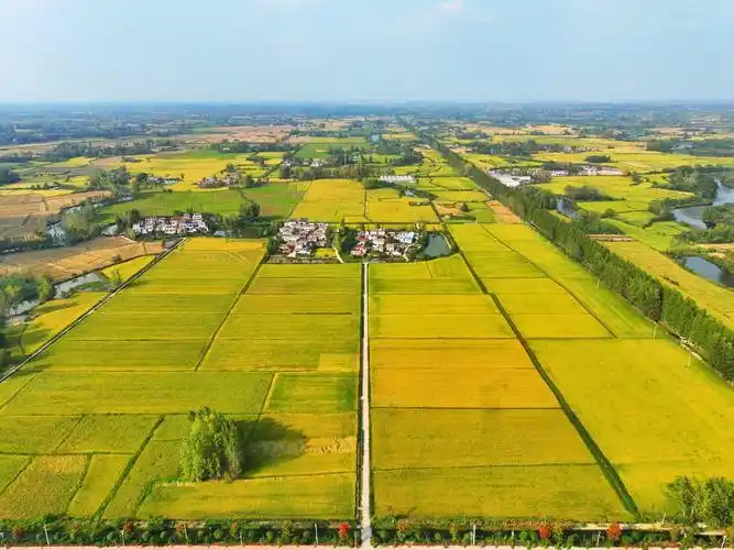 罗山县水稻迎丰收田野美如画