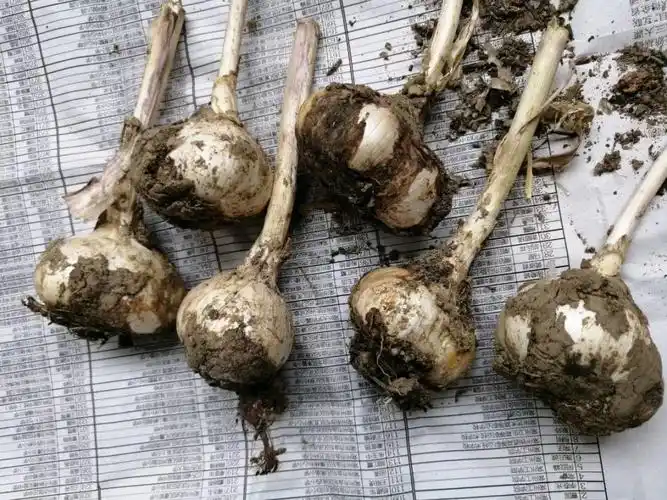 土里埋下1个球,开出紫色大葱,像是一个小小的魔法球!