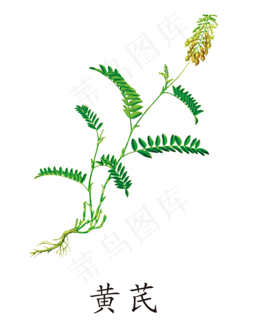 手绘草本中药药材黄芪