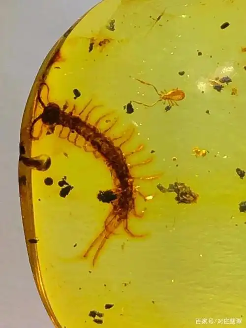 毒虫琥珀你见过吗?包裹着蜈蚣蝎子蜘蛛的虫珀,竟然如此美丽