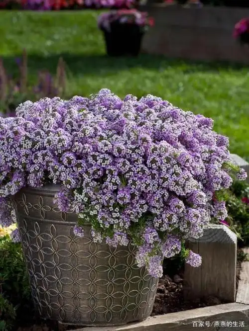 香雪球长成花球的小秘密