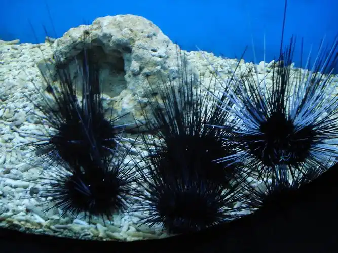 p data-id="gnww9svwr8">棘皮动物门(echinodermata)是一类后口动物