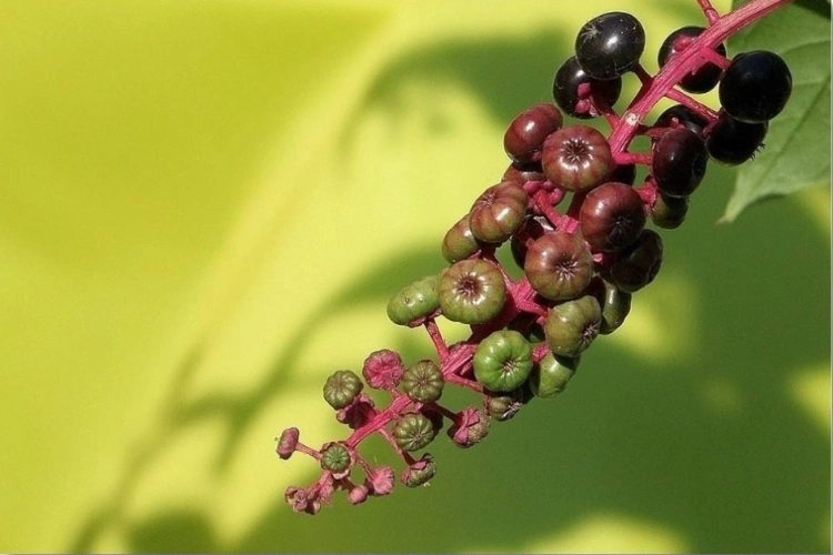 草参是什么样的