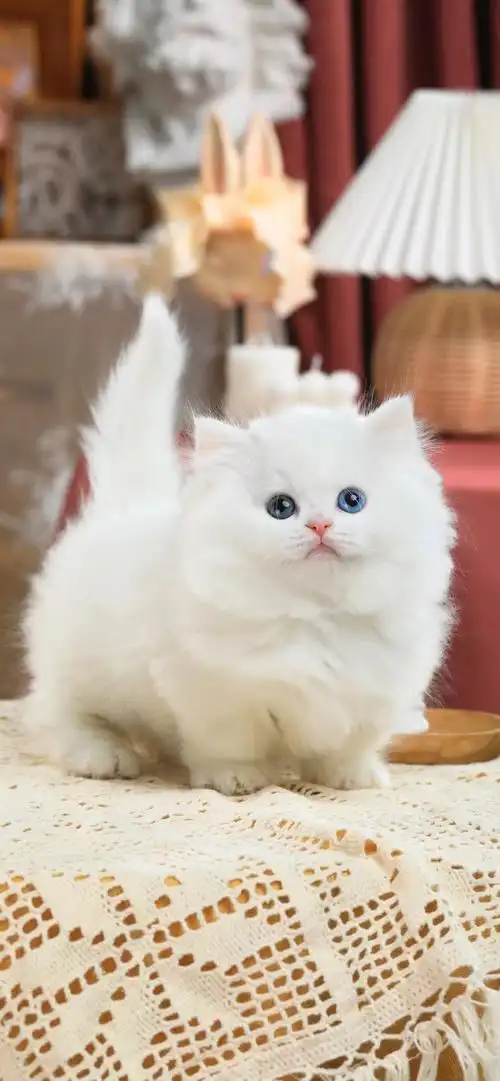 纯白鸳鸯眼拿破仑矮脚双血宠物猫咪