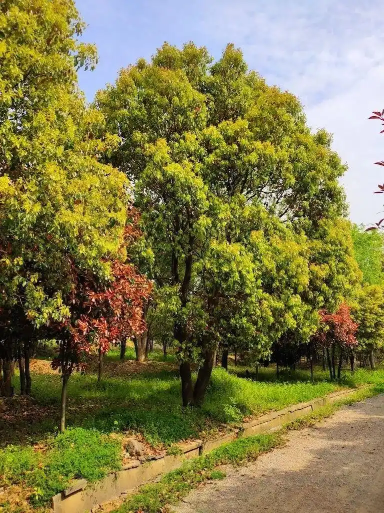 华东地区常用乔木,你认识几个?