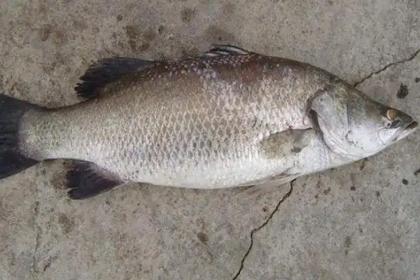 养殖养殖蟹养殖养殖养殖尖吻鲈深圳:尖吻鲈成为水产养殖的优良品种