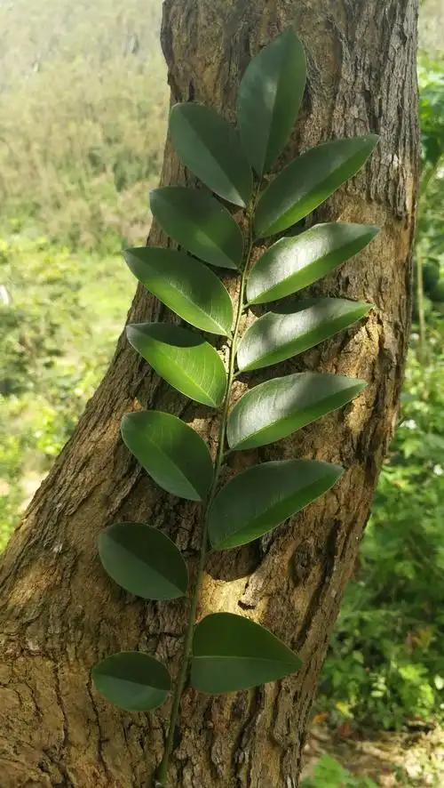 降香黄檀(海南黄花梨)专题系列之《一》