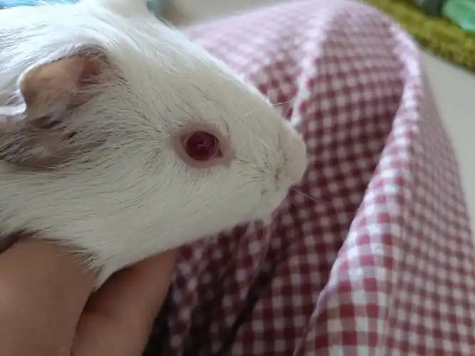 萌宠荷兰猪  #宠物打包计划  #大眼睛  #我的萌宠  #荷兰猪的日常