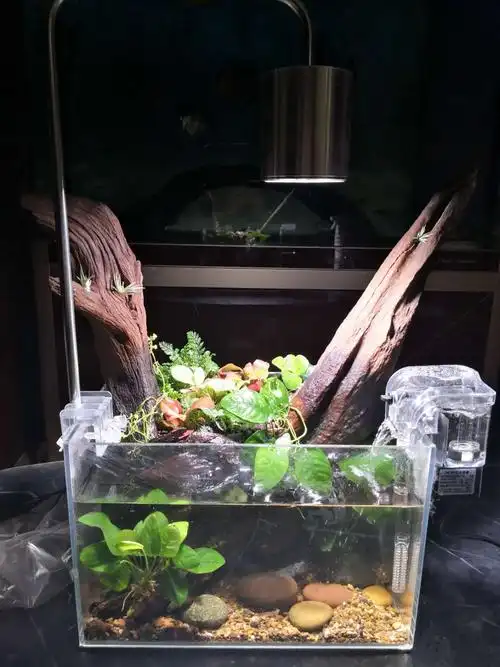 新开30沉木水陆小缸附开缸过程