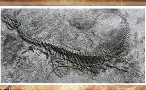 贵州展出新中国龙化石,龙是否真的存在?专家:或是幸存恐龙!