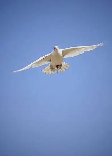 《逆光环境下飞翔的鸽子》 摄影/刘 策