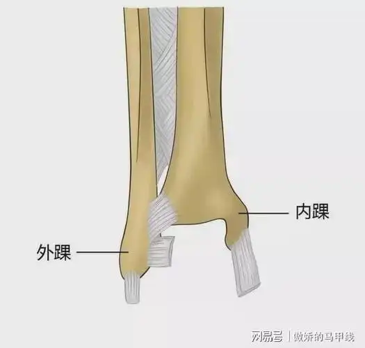 外踝为什么受伤的总是我