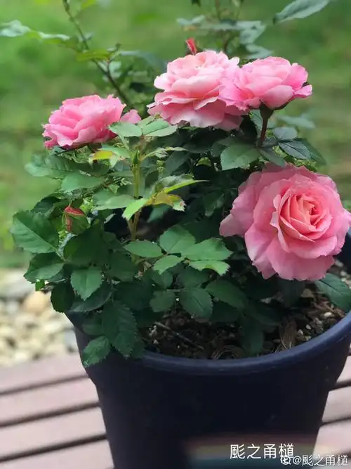 海神王阳台月季