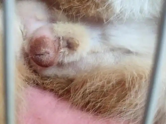 【讨论】绝育后的蛋蛋样子正常吗