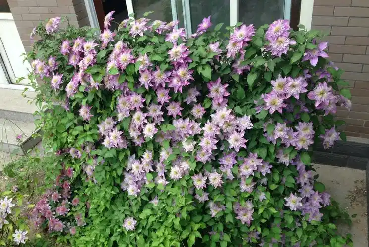 水晶喷泉铁线莲优缺点(二类铁线莲水晶喷泉花期特性)-植物说