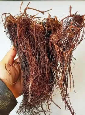 东北纯正红毛中药材新鲜晒干泡酒料