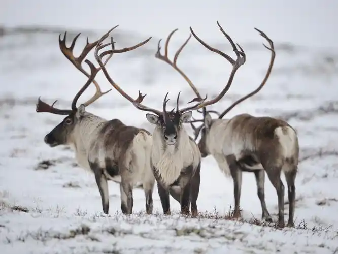又是一年圣诞节!驯鹿20年间数量减半因北极变暖难以觅食
