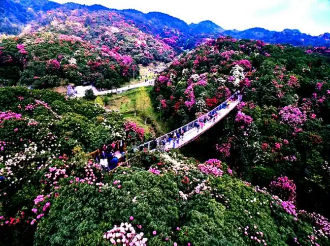 百里杜鹃风景区