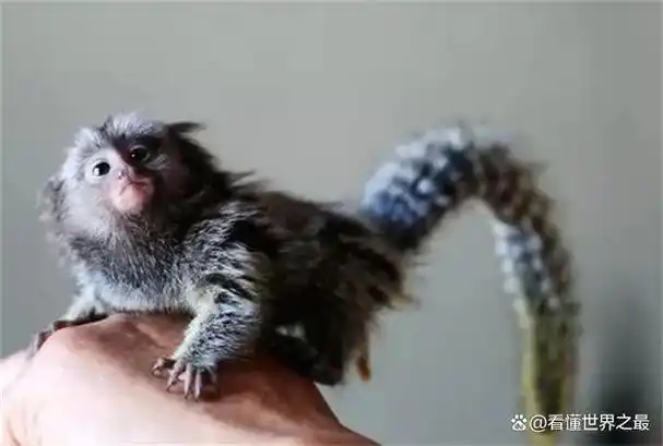 世界上最小的猴子 拇指猴 呆萌可爱