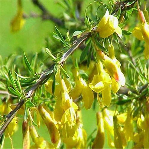 林木种子 优质柠条种子 小叶锦鸡儿种子 多花灌木 绿化树种籽