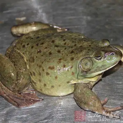 田鸡和青蛙的区别 教您怎样区分田鸡与青蛙