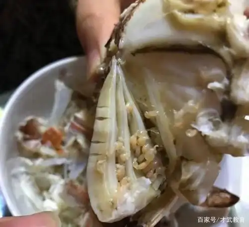 螃蟹鳃上的寄生虫