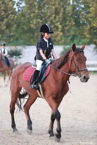 【纵横马术】提供英式马术教学及体验,寻求社区资源/联合活动