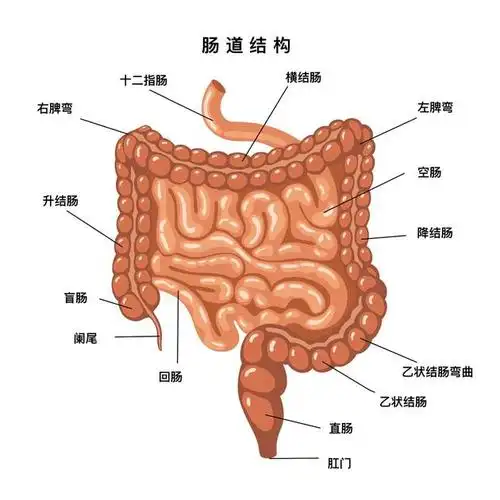 现在,较小的食物分子在经过小肠的过程中(大约 20 英尺长)被人体吸收.