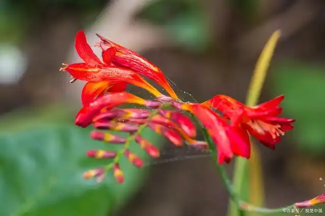 凤尾花的寓意和花语