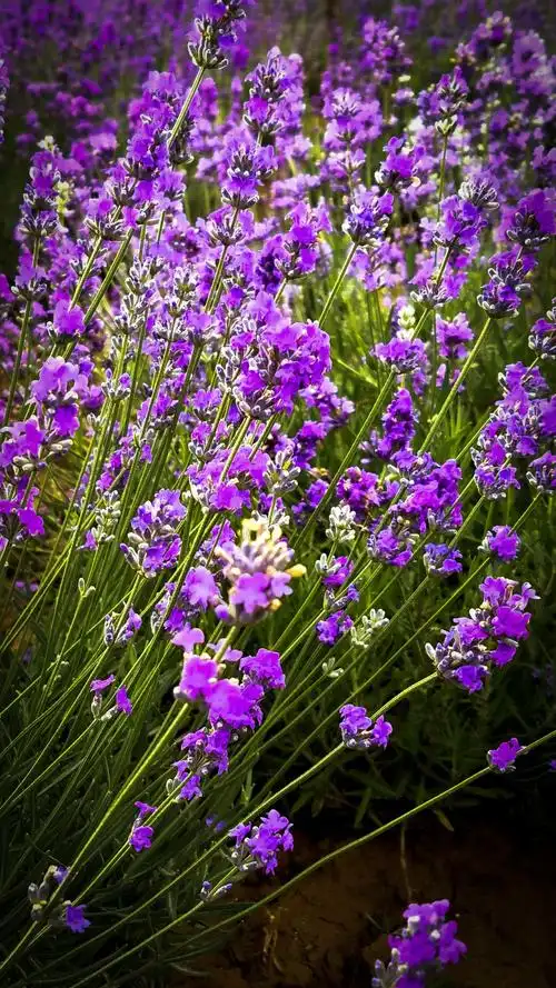 甘棠公园的蓝色薰衣草