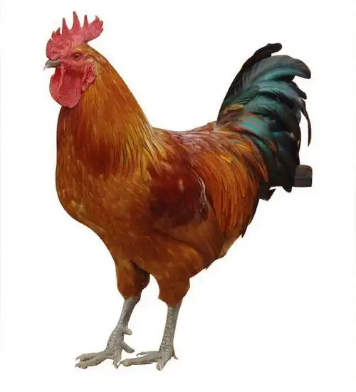 黑龙江红公鸡苗批发出售黑龙江脱温鸡苗