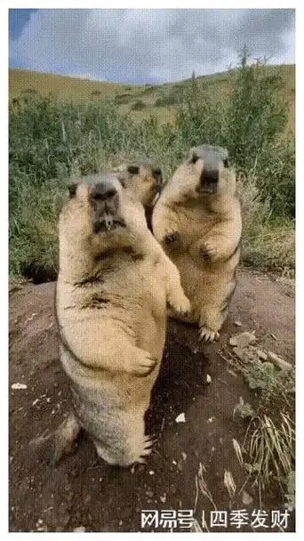 妹子这衣服是什么造型呢看了半天都没看明白呢