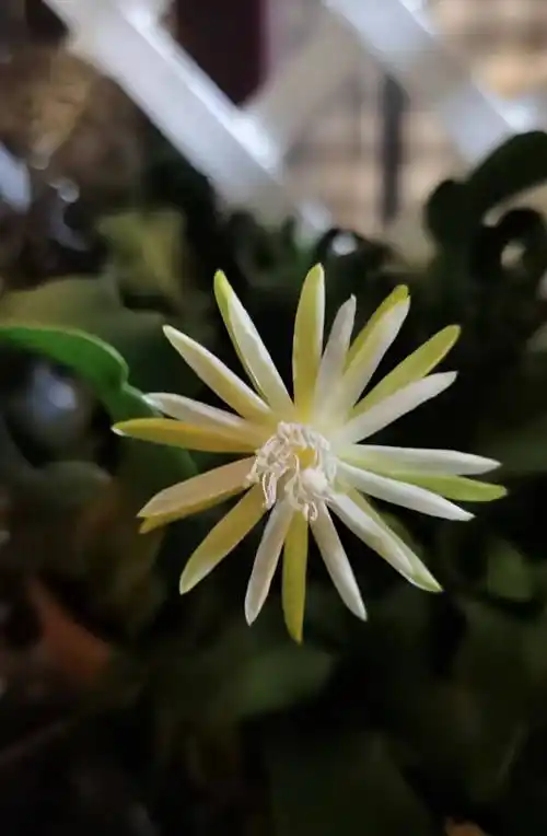 室内盆栽"新宠"—卷叶昙花,能观叶,赏花,观果,皮实且好养_果子_火龙果