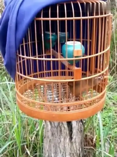 东东画眉鸟套之母画眉鸟叫,媒音来了!-萌宠视频-搜狐视频