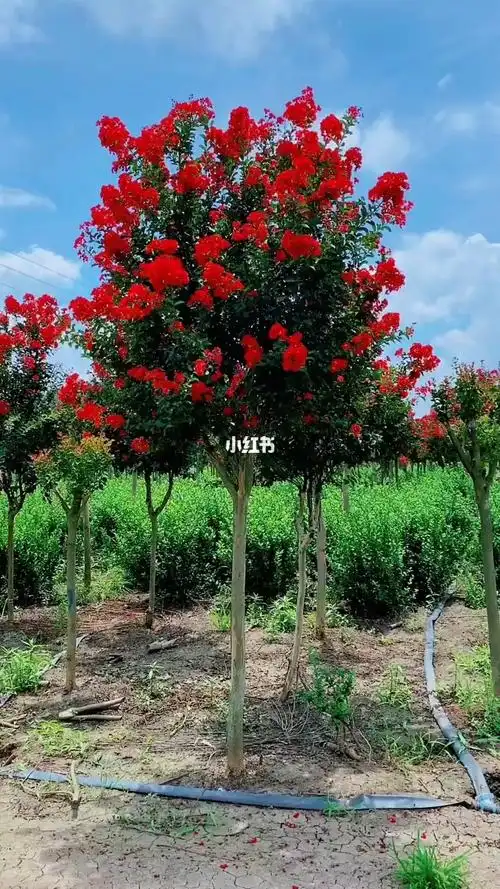 红花紫薇红红火火耐寒耐旱南北方都可以栽