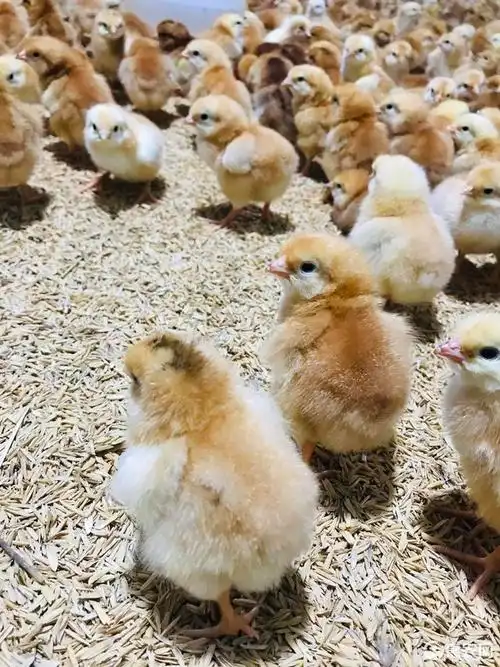 九斤黄鸡苗,厂家直销,出壳包打疫苗,精品好货