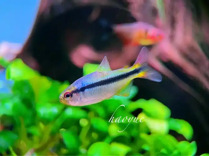 鱼缸里的几种魔鬼灯鱼