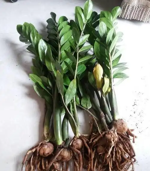 金钱树,太难养?动不动就烂根!给它用点药,消灭病菌长新根!