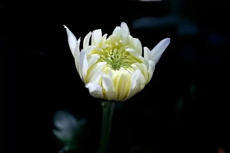 今天,我怀着感恩的心祭奠我已故的亲人.