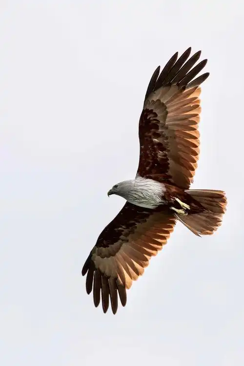 鹰之随想执著先知自由