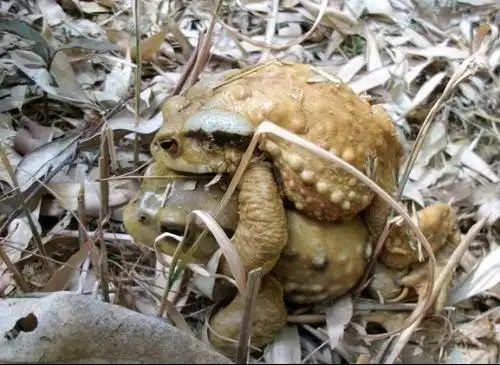 请教大神:在我老家很多这种蟾蜍(黑黄两种),大冷天成群结队的出来