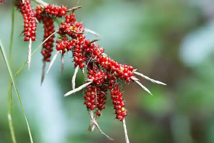 行走乡村浆果薹草