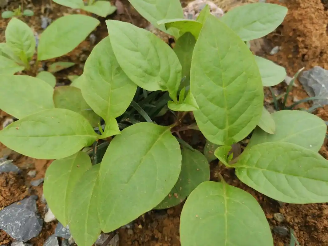 小道旁的野菜:野红参