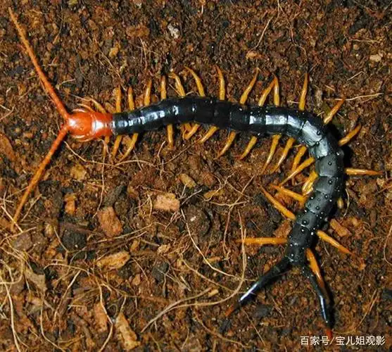 浑身剧毒的蜈蚣,为什么毒不死公鸡?看完你就懂了
