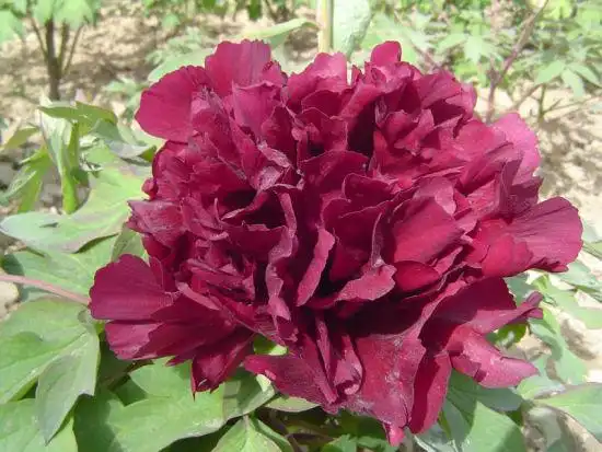 菏泽牡丹墨紫色系列冠世墨玉