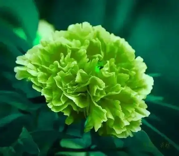 牡丹花图片大全大图高清图片欣赏(洛阳牡丹花儿开了) - 赤虎壹号