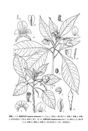 凤仙简笔画步骤盛开凤仙花简笔画彩色凤仙花简笔画凤仙花简笔画