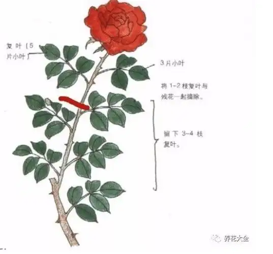 月季秋天这么一捣鼓开的花比春天还多