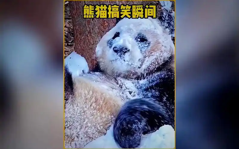 大熊猫的搞笑瞬间#大熊猫 #搞笑瞬间