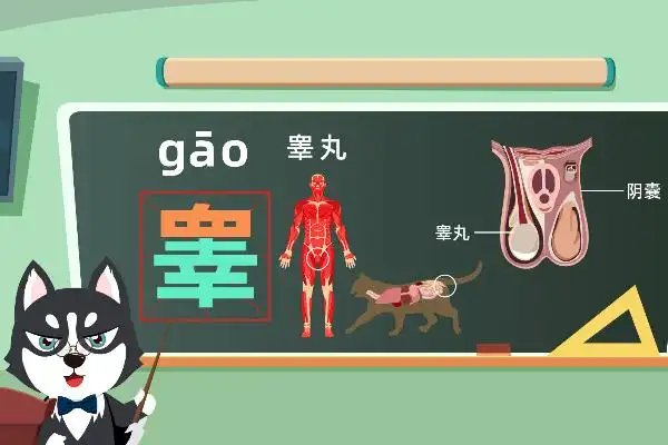 睾怎么读 - 楚天视界